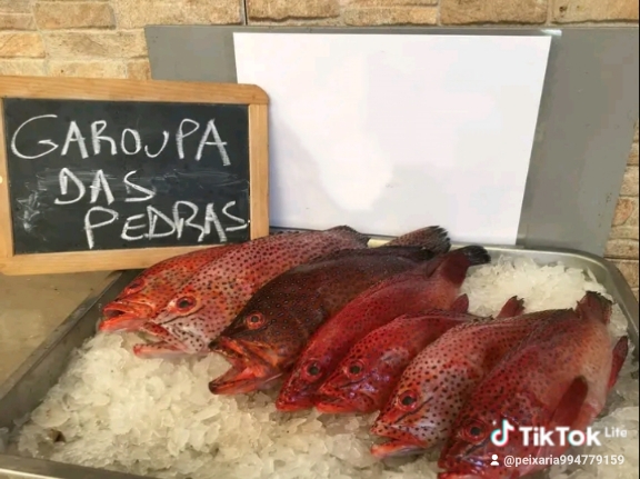 Garoupa das Pedras fresca - Peixe Fresco Angola